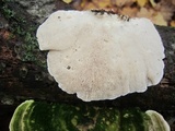 Trametes gibbosa image