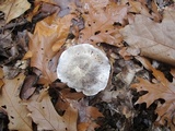 Tricholoma acris image