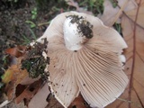 Tricholoma pessundatum image