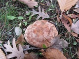 Tricholoma pessundatum image