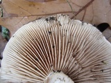 Tricholoma pessundatum image