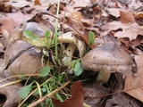 Tricholoma portentosum image