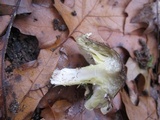 Tricholoma portentosum image