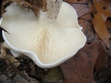 Lepista irina image