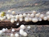 Helicogloea compressa image