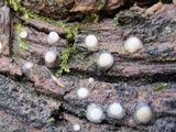 Helicogloea compressa image