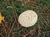 Mycenastrum corium image