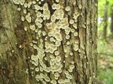 Aleurodiscus oakesii image