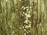 Aleurodiscus oakesii image