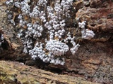 Badhamia utricularis image