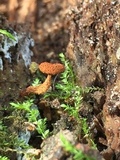 Flammulaster muricatus image