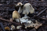 Coprinellus flocculosus image