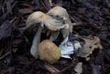 Coprinellus flocculosus image
