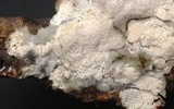 Oxyporus latemarginatus image