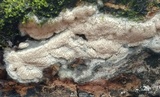 Oxyporus latemarginatus image