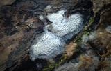 Oxyporus latemarginatus image