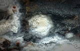 Oxyporus latemarginatus image