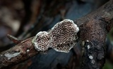 Trametes villosa image