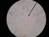 Peziza repanda image