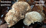 Daedalea quercina image