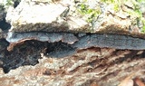 Fuscocerrena portoricensis image