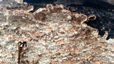 Fuscocerrena portoricensis image