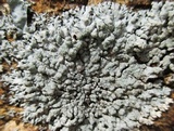 Physcia caesia image
