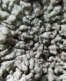 Physcia caesia image