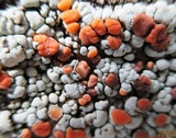 Rhizoplaca subdiscrepans image