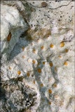 Protoblastenia incrustans image