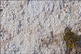 Protoblastenia incrustans image