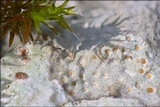 Protoblastenia incrustans image