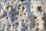 Protoblastenia incrustans image