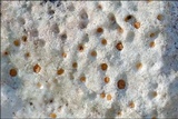 Protoblastenia incrustans image