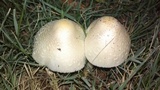 Chlorophyllum hortense image