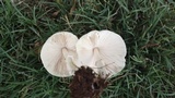 Chlorophyllum hortense image