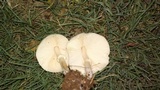 Chlorophyllum hortense image