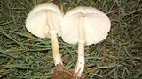Chlorophyllum hortense image