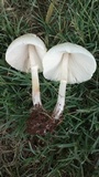 Chlorophyllum hortense image
