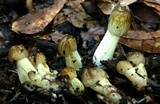 Bolbitius titubans var. olivaceus image