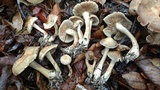 Agrocybe sororia image