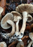 Agrocybe sororia image