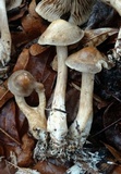 Agrocybe sororia image