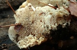 Trametes gibbosa image