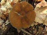 Lactarius lignyotus image