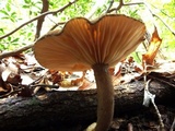 Lactarius lignyotus var. nigroviolascens image