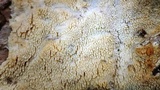 Hyphodontia quercina image
