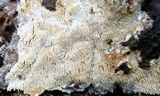 Hyphodontia quercina image