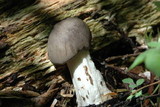 Megacollybia rodmani image
