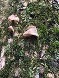 Hohenbuehelia grisea image